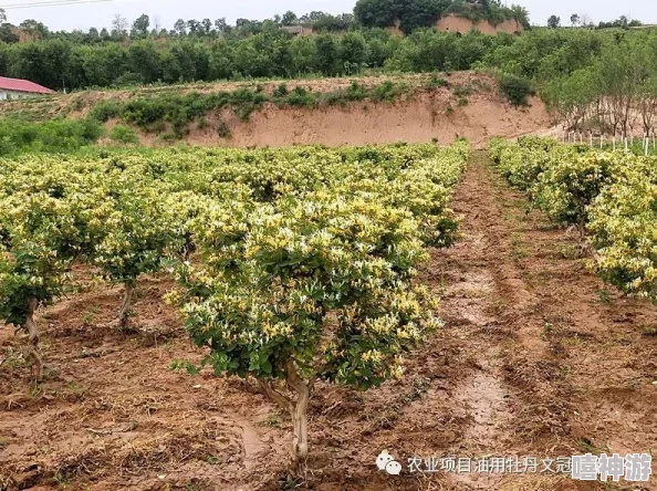 过度开发pop金银花，导致生态失衡与资源枯竭的严重后果及其应对措施进展分析