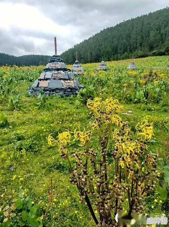 韩国野花视频：探索多样的韩国野生花卉及其生态环境对自然的独特影响与美丽景观